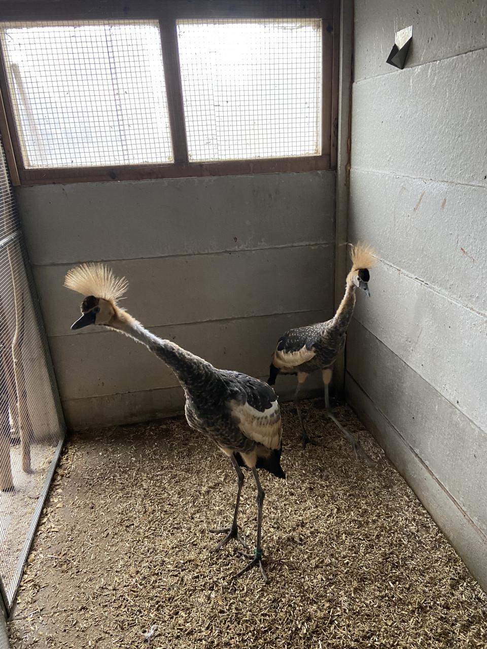 Jonge grijze kroonkraanvogels