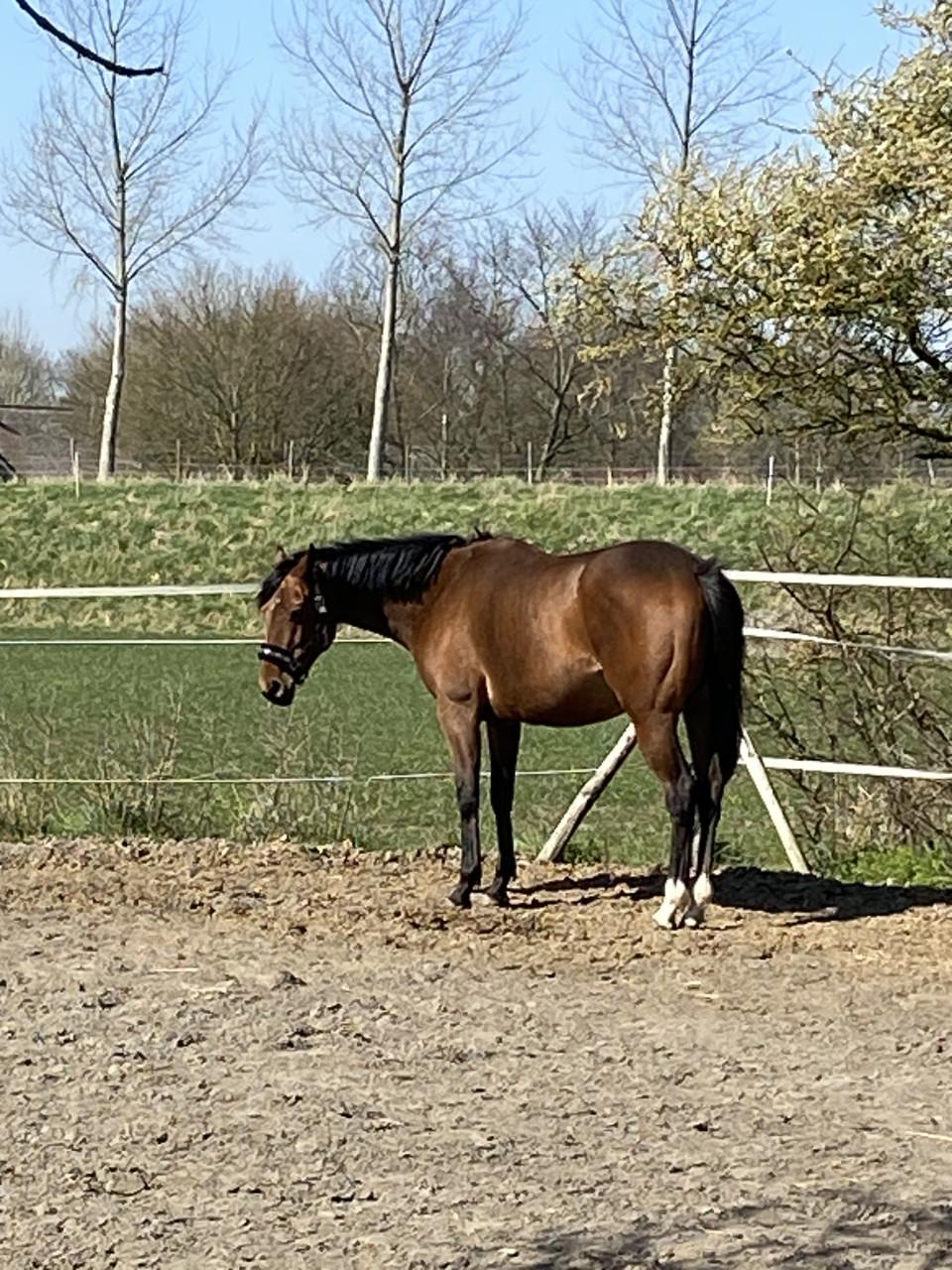 Draagmerrie aangeboden