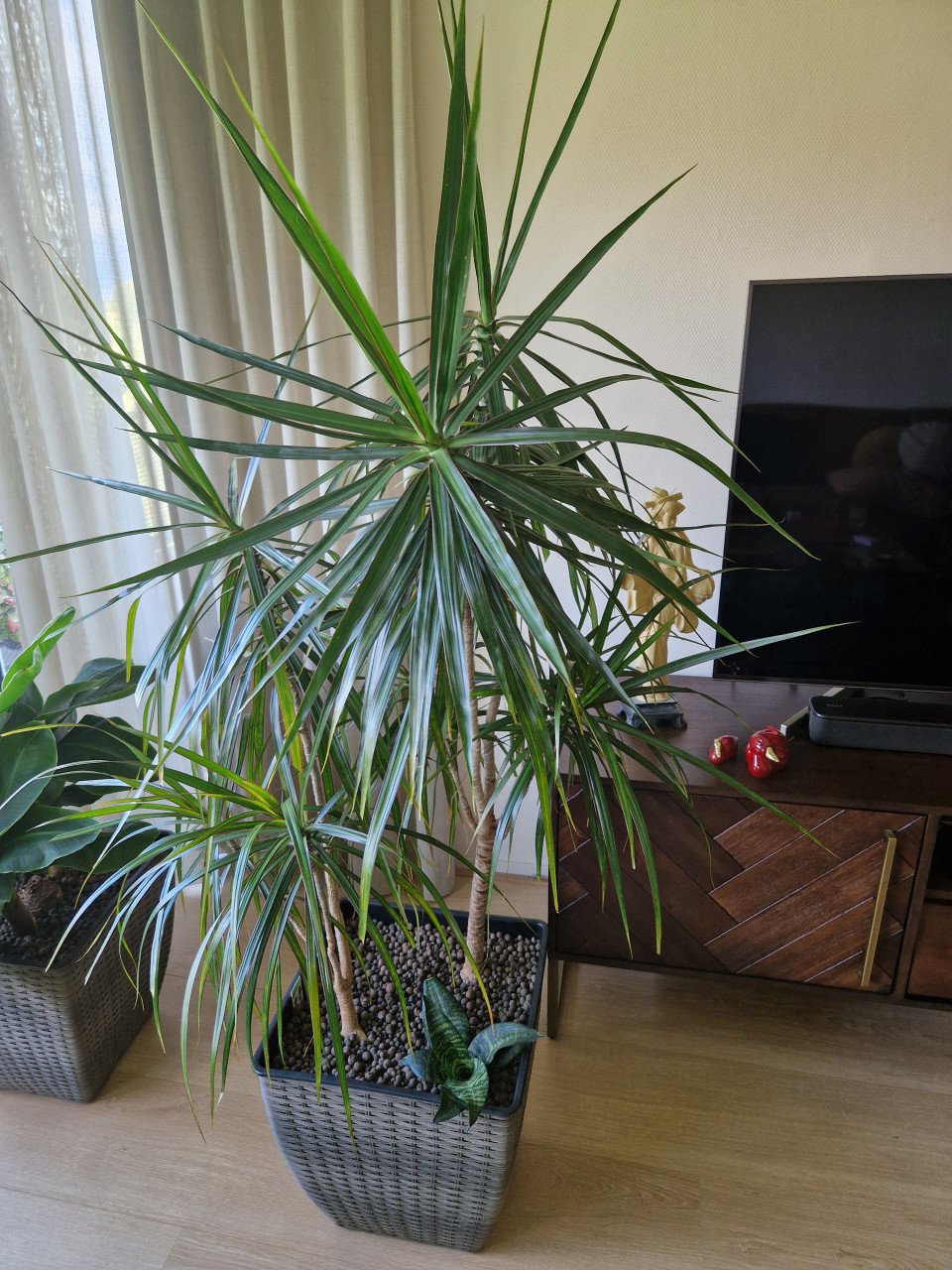 Dracaena palmlelie