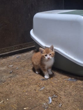 Lieve Kitten