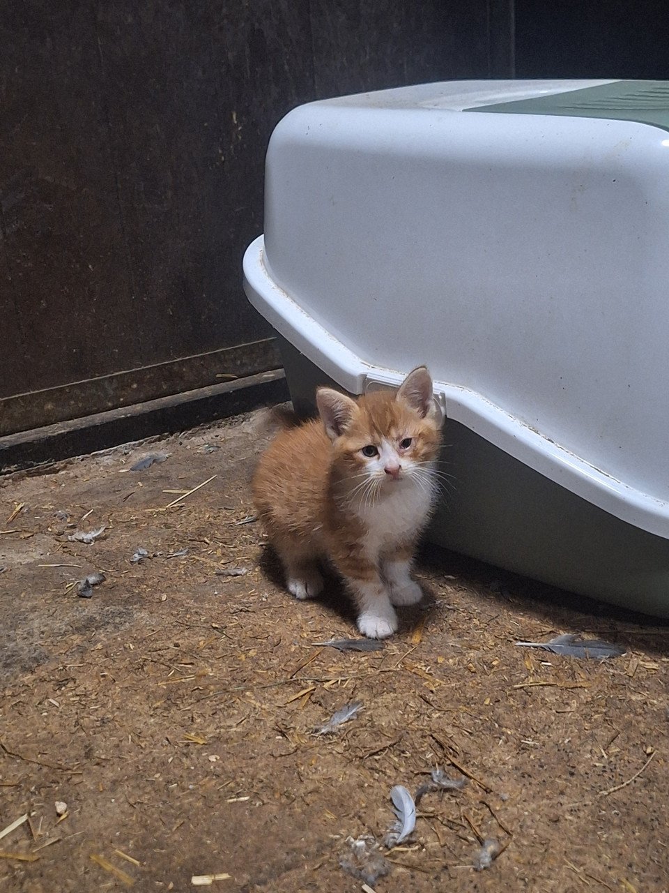 Lieve Kittens