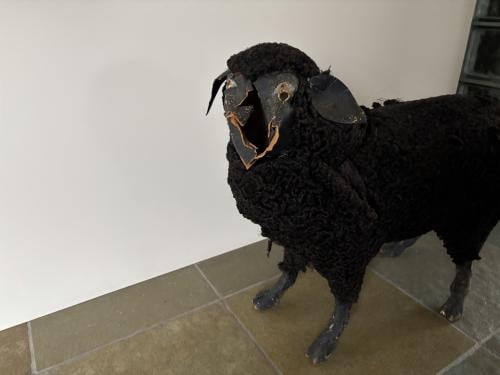 Zwart schaap om op te knappen