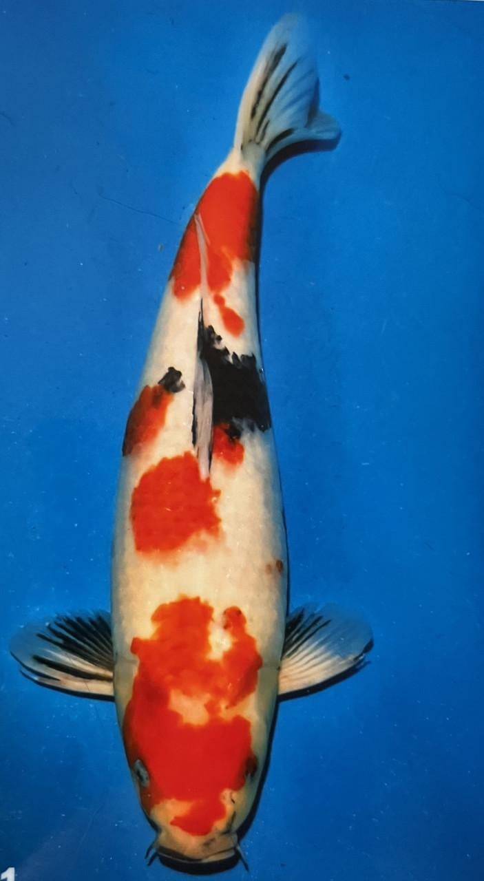 Japanse koi