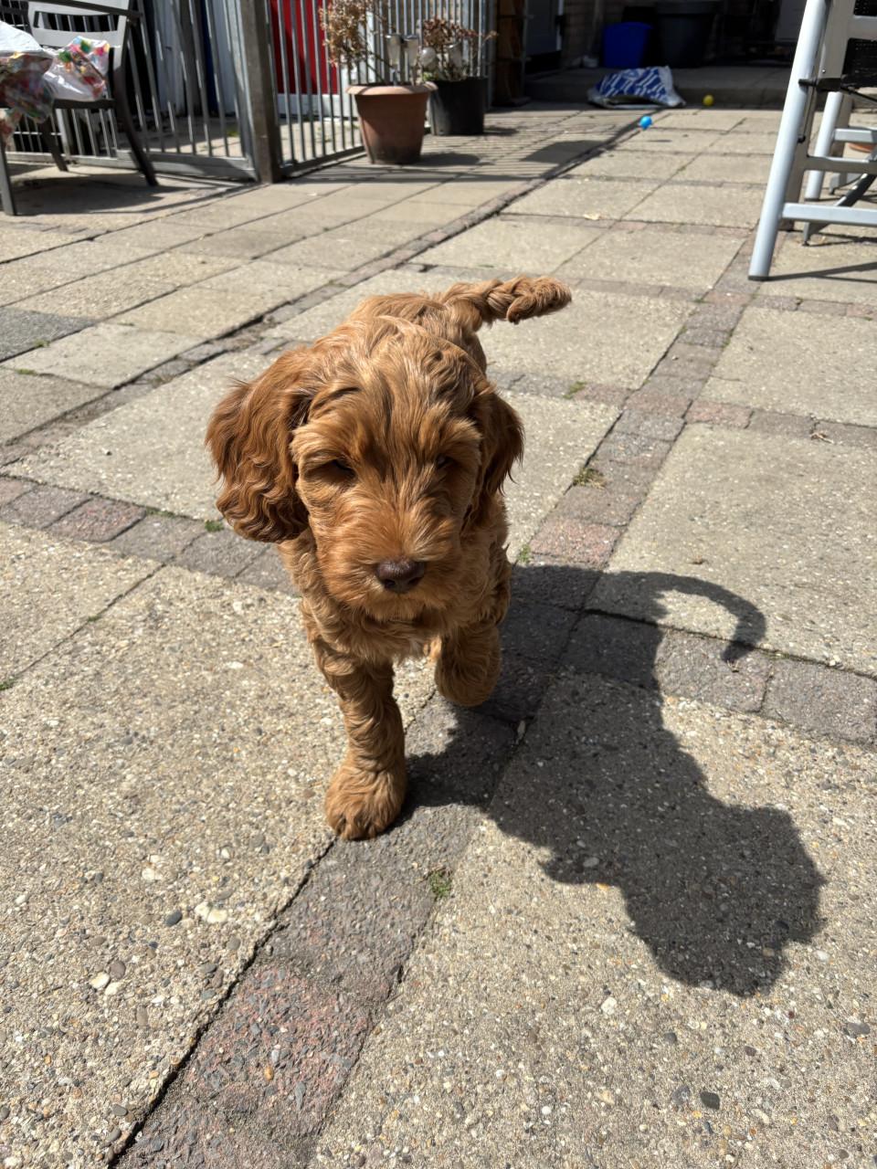 Australian labradoodle pup
