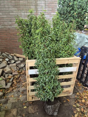 Portugese laurier haagplanten 125-150 cm direct beschikbaar!