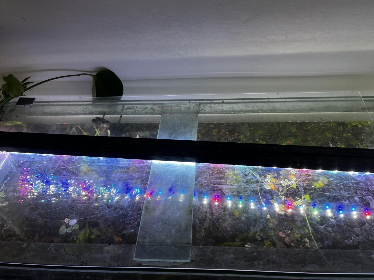 Aquarium 310L