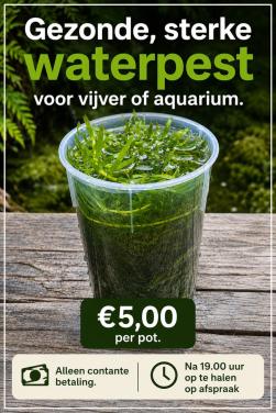 Gezonde jonge waterpestplantjes