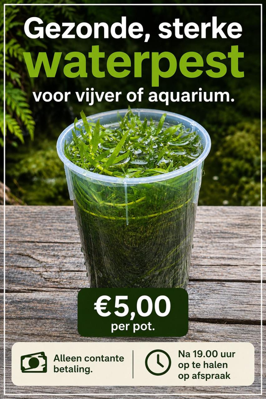 Gezonde jonge waterpestplantjes