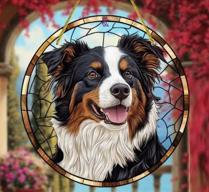 Raamhanger Border collie - Berner sennen