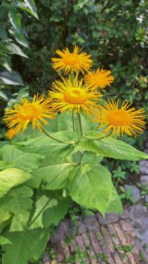 Inula