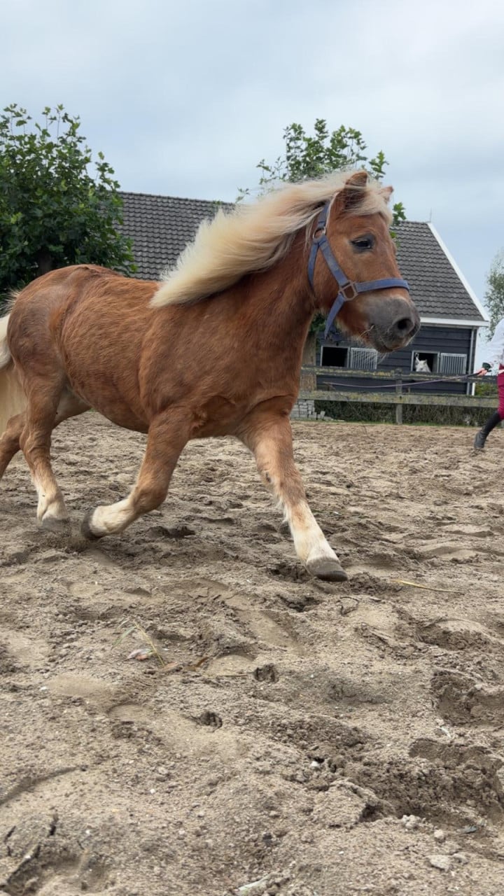 Te koop leuke shetlander