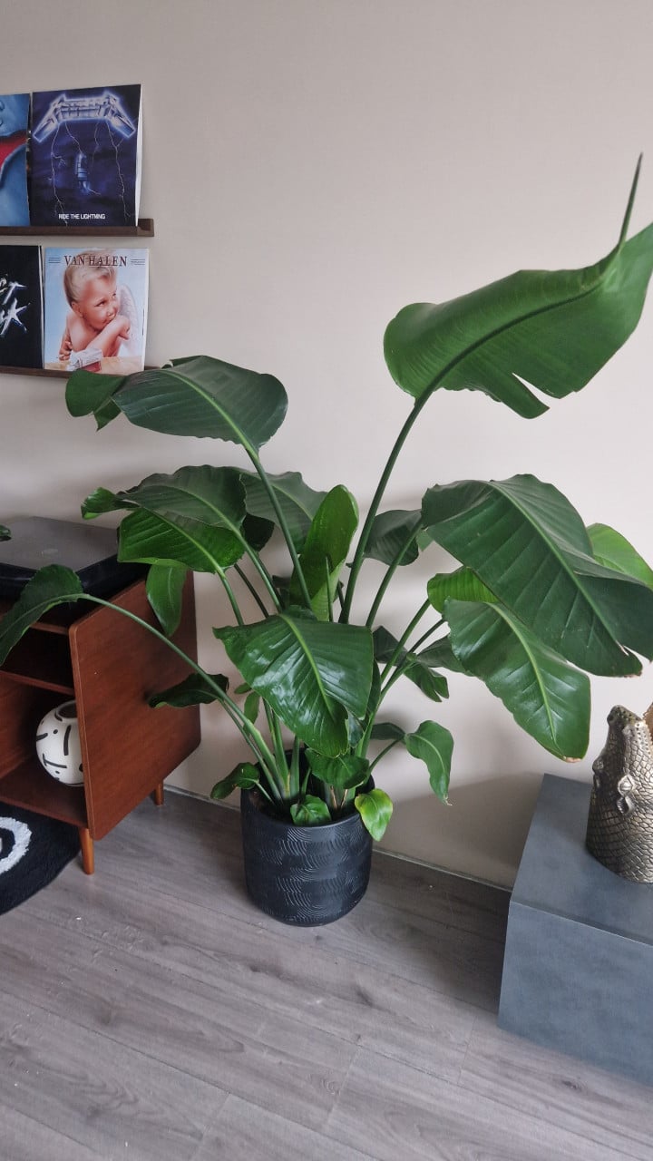 Paradijsvogelplant in pot!
