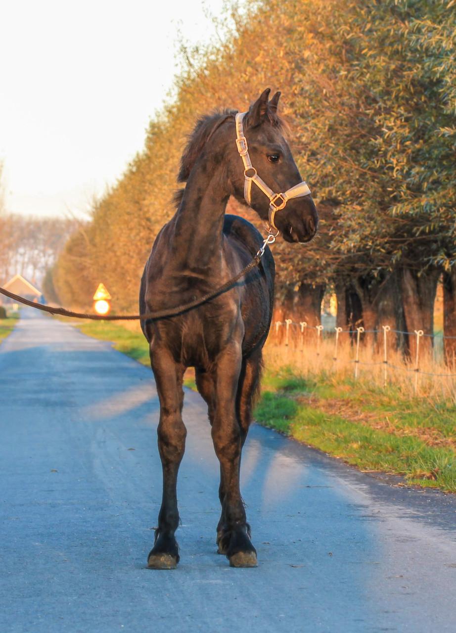 Knap Fries hengstveulen