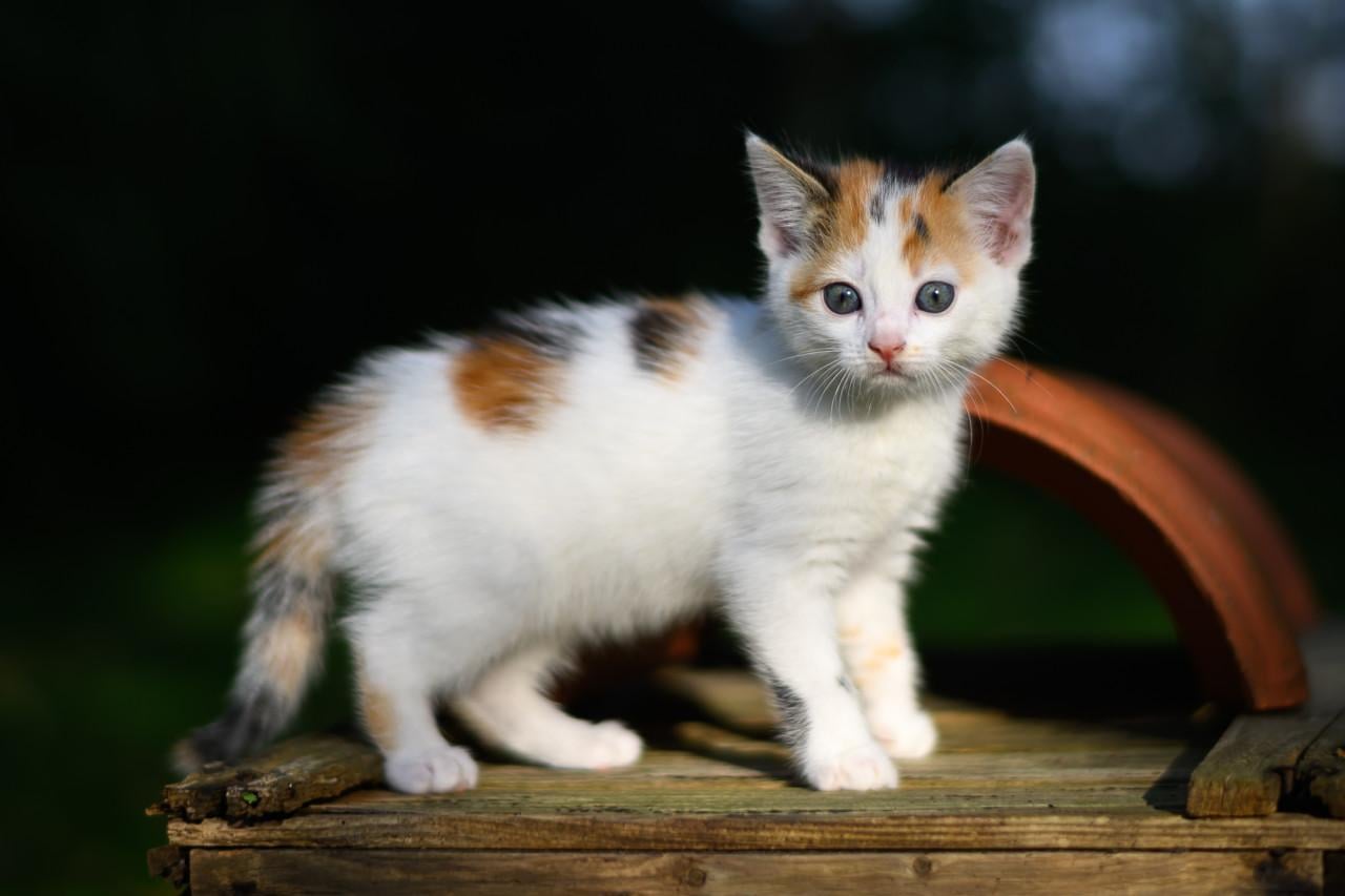 Lieve en mooie kittens