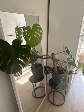 Monstera plant