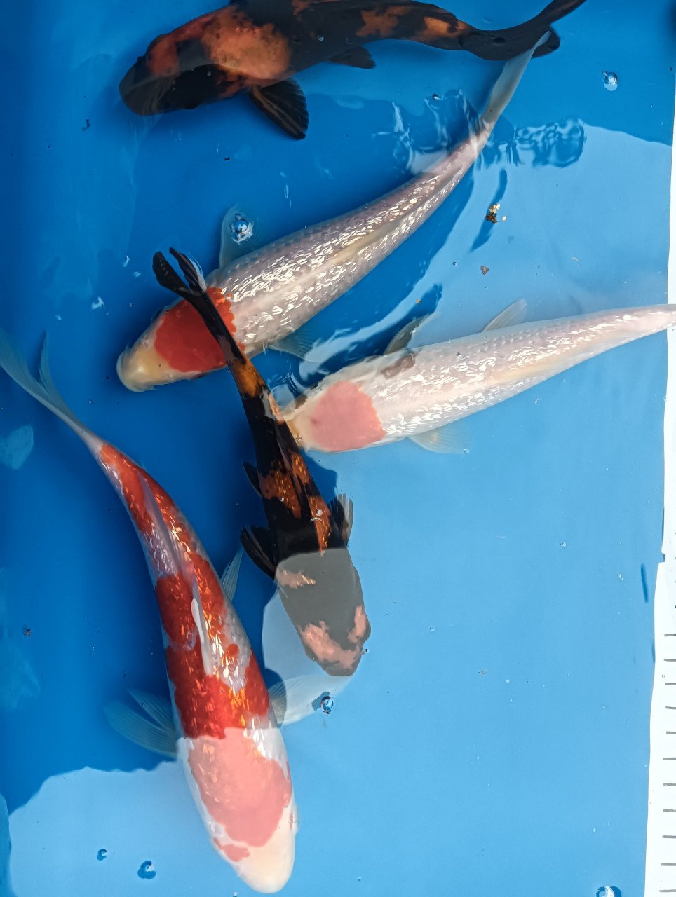 Japanse koi! Tosai kohaku/ hi utsuri