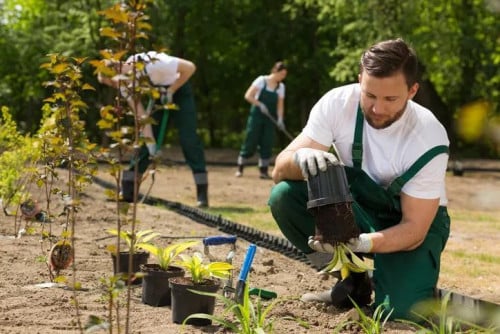 Tuinman voor onderhoud