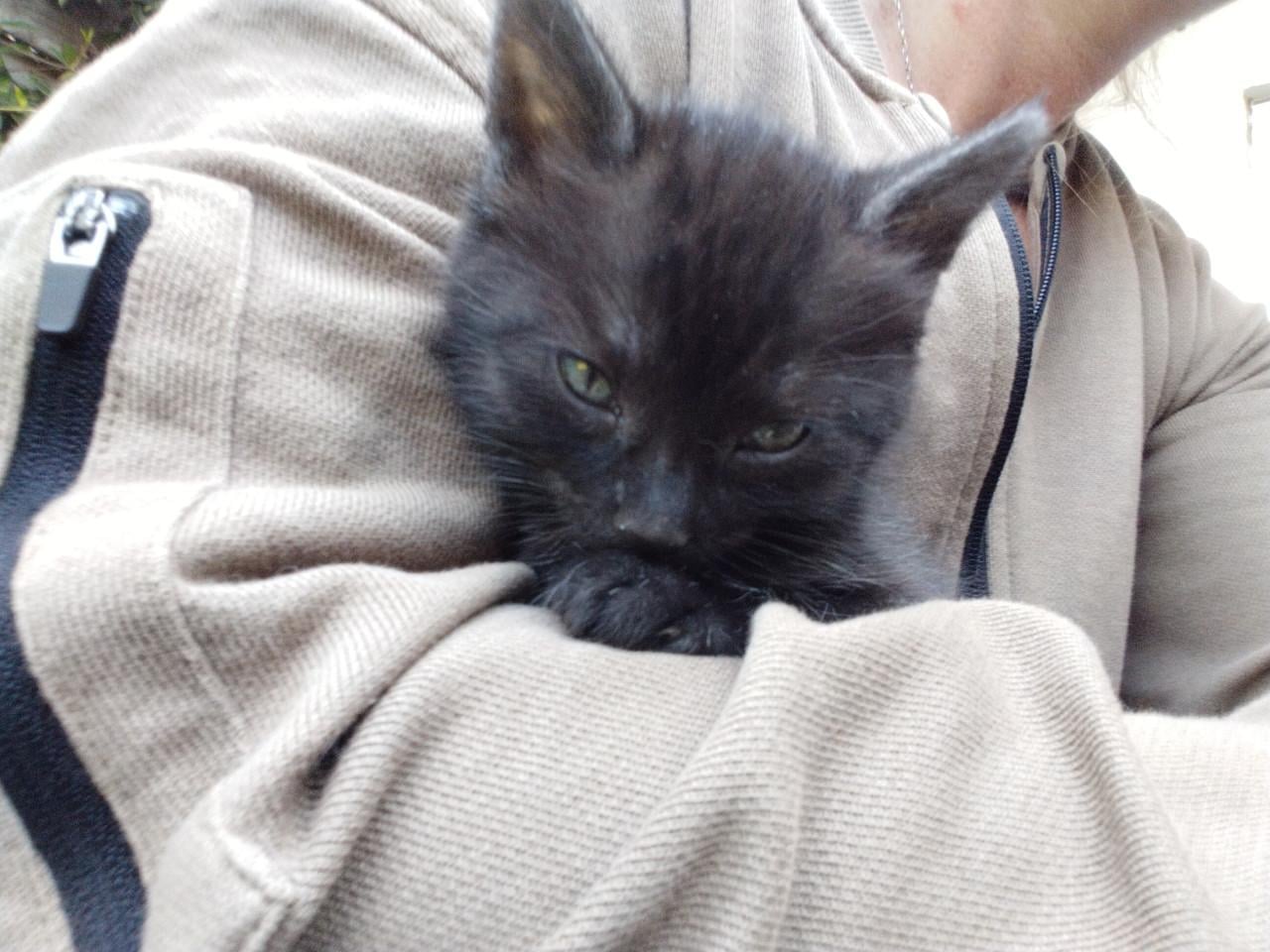 Kitten mannetje