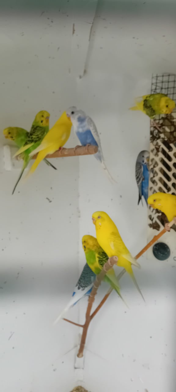 Jonge parkieten
