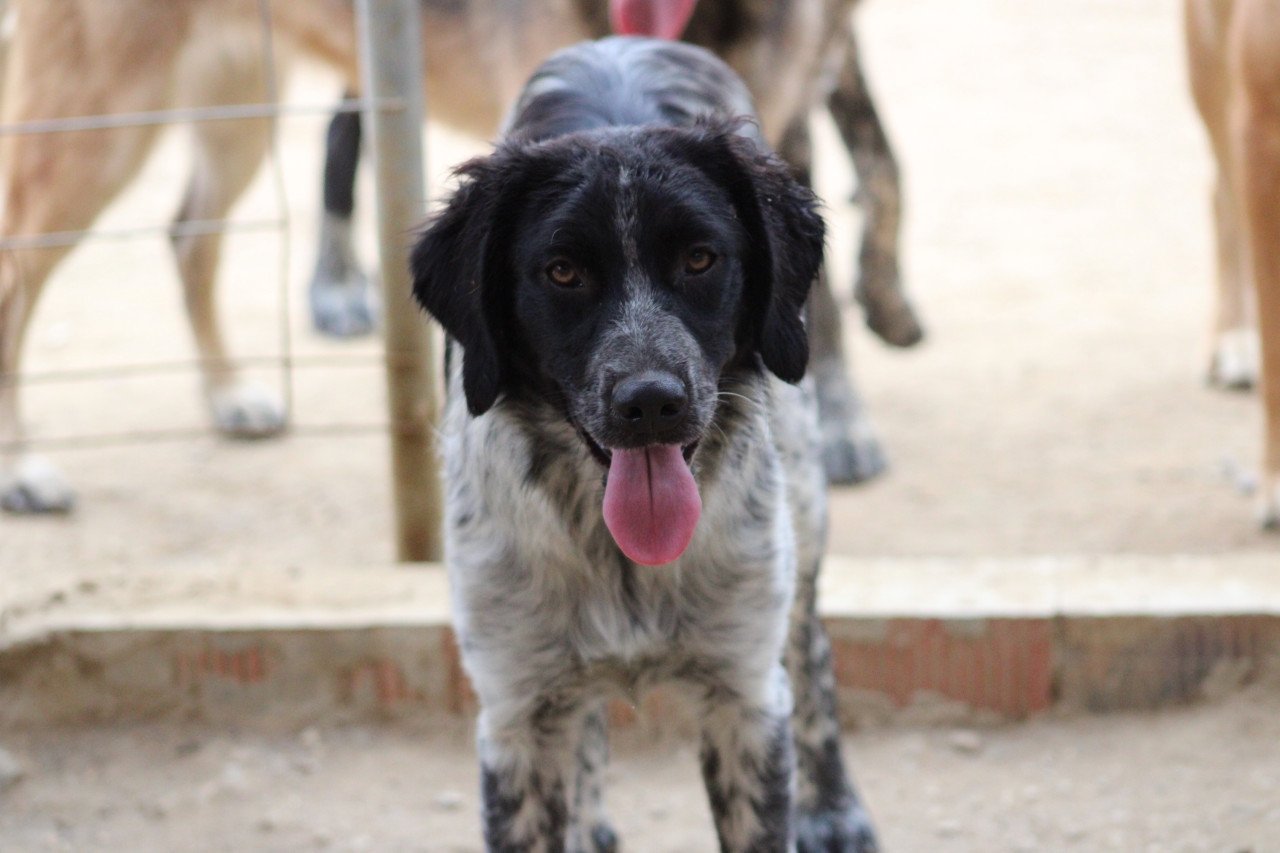 Alora Dog Rescue: Mona, dit lieve meisje zoekt een baasje