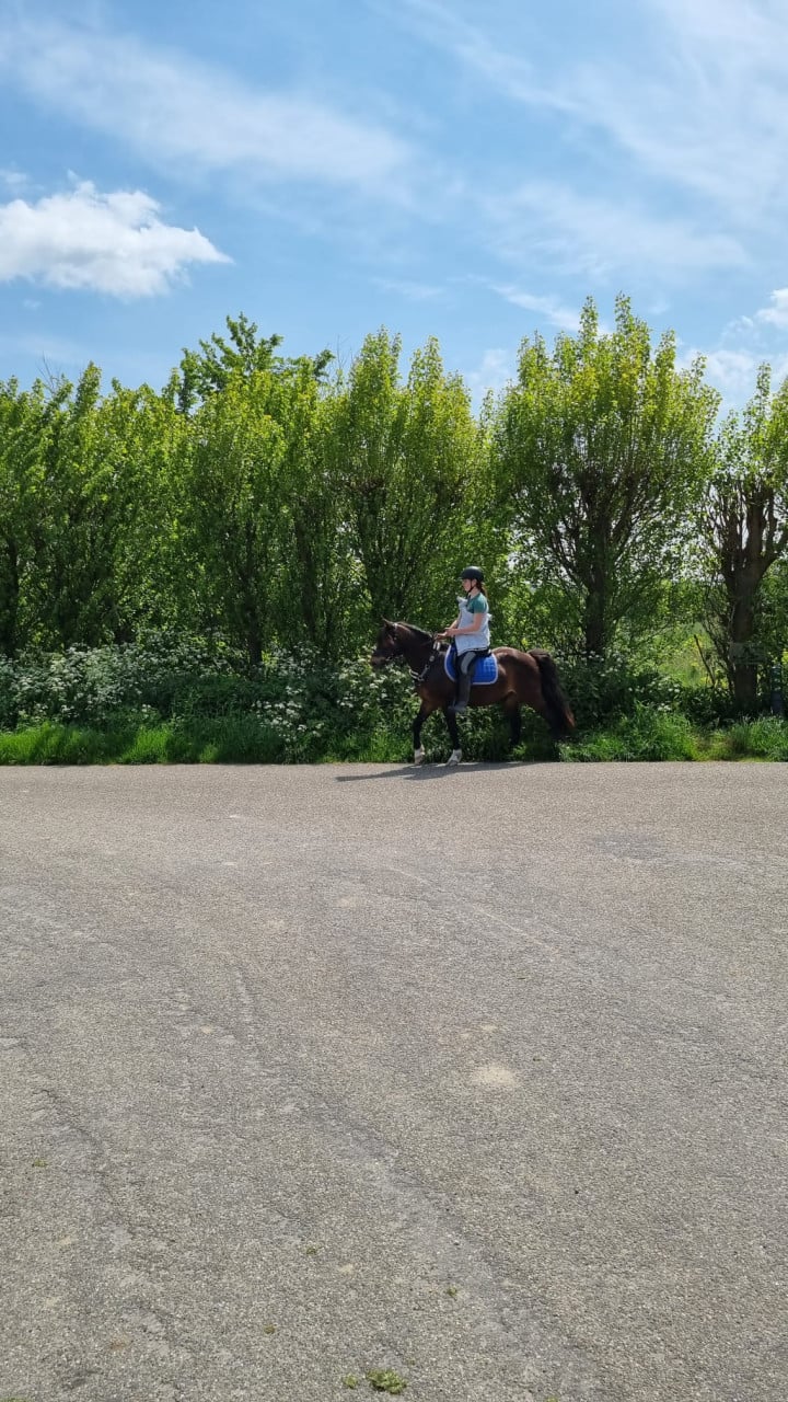 Recreatie pony te koop