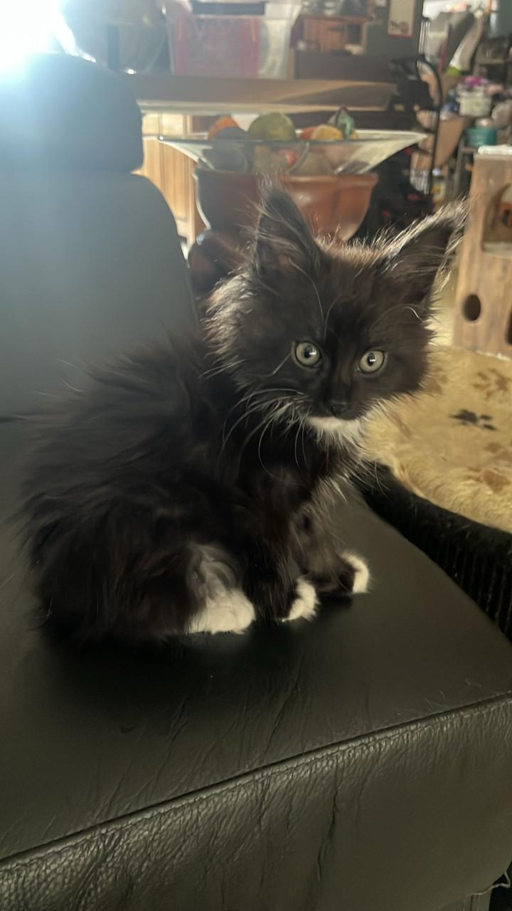 Maincoons kittens te koop