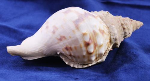 Grote Schelp ( 17,5 cm )Charonia Lampas