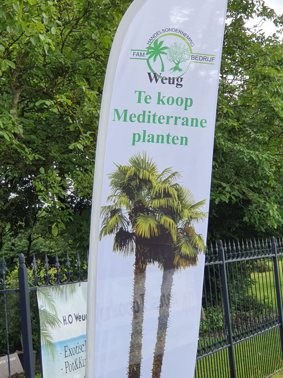 Palmen 🌴