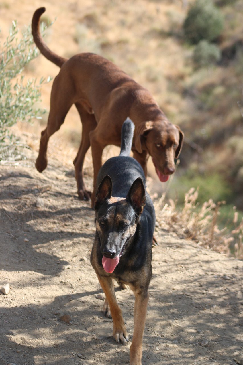 Alora Dog Rescue: Leo wacht al zo lang