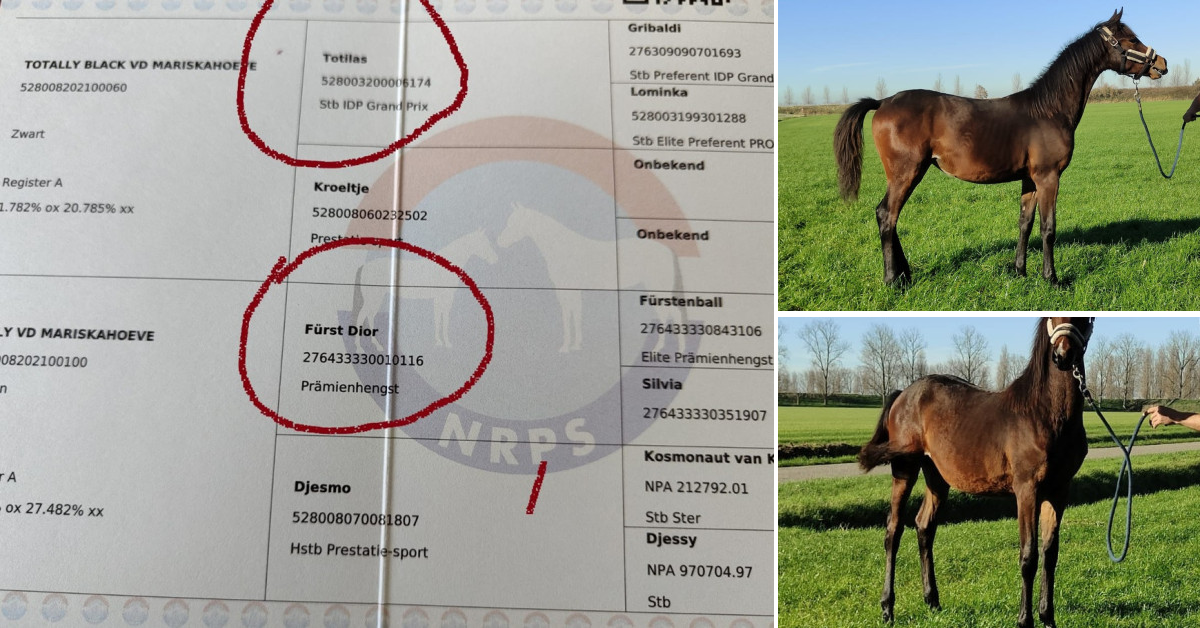 Bruin paarden veulen ( met als opa Totilas )