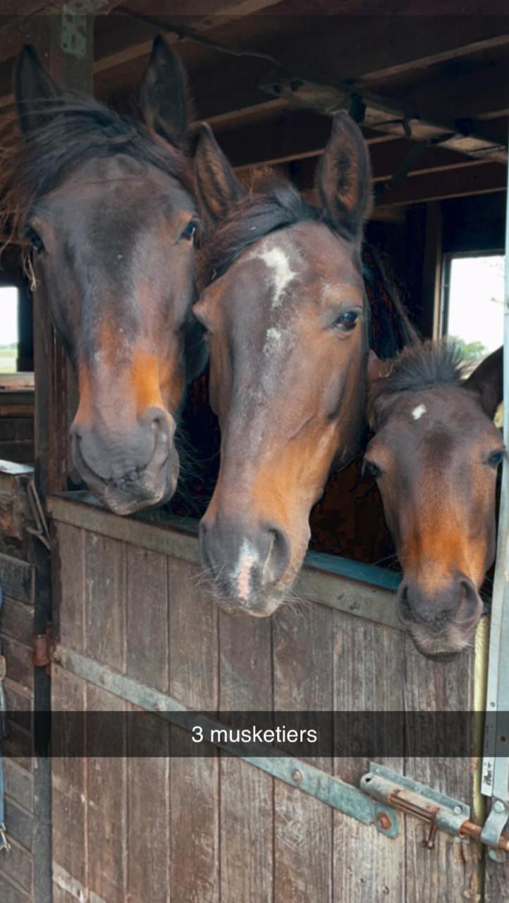 Irish Hunter/Irish Sporthorse ruin te koop