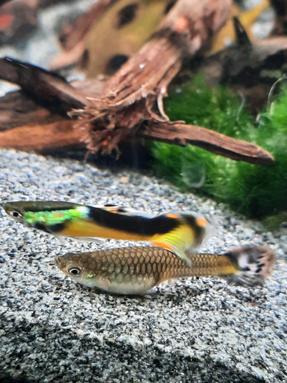 Guppy's