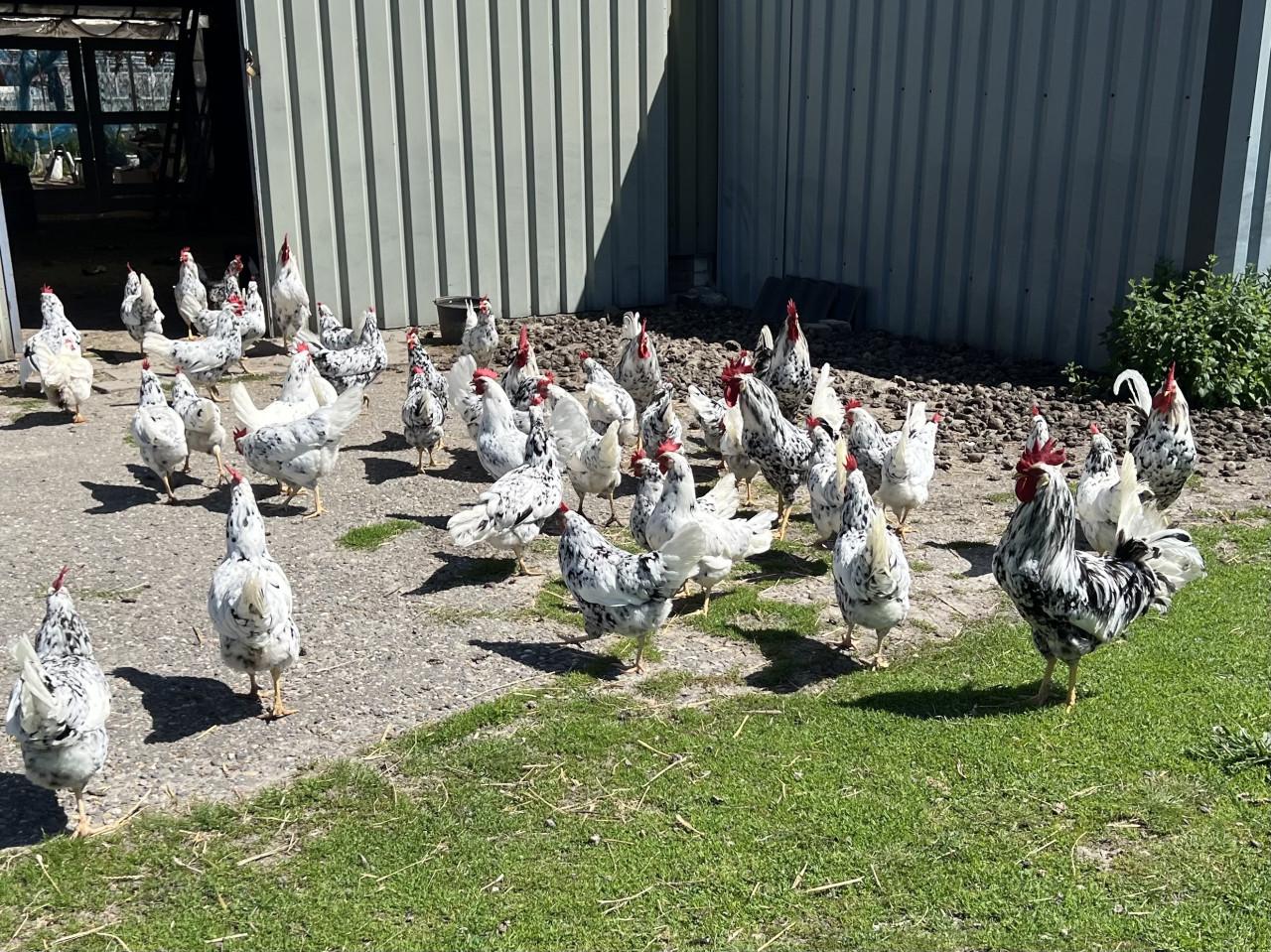 Broedeieren te koop van Bonte Leghorn