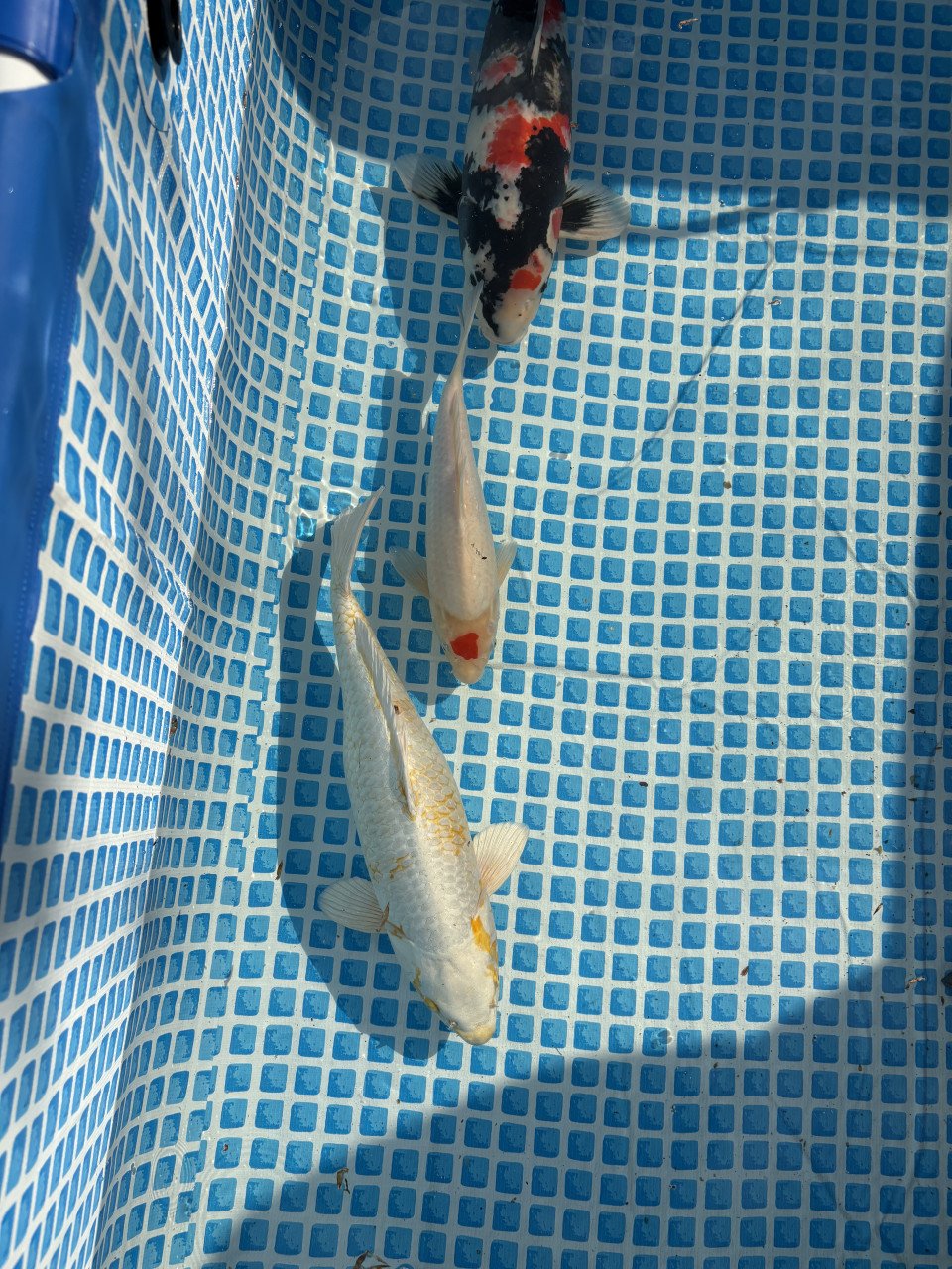 Koi karpers te koop