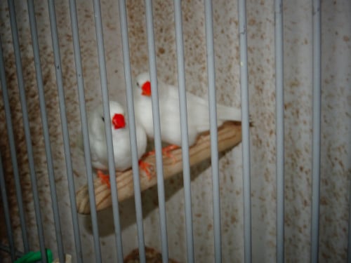 Te koop witte zebravinken wat grotere maat broedrijp