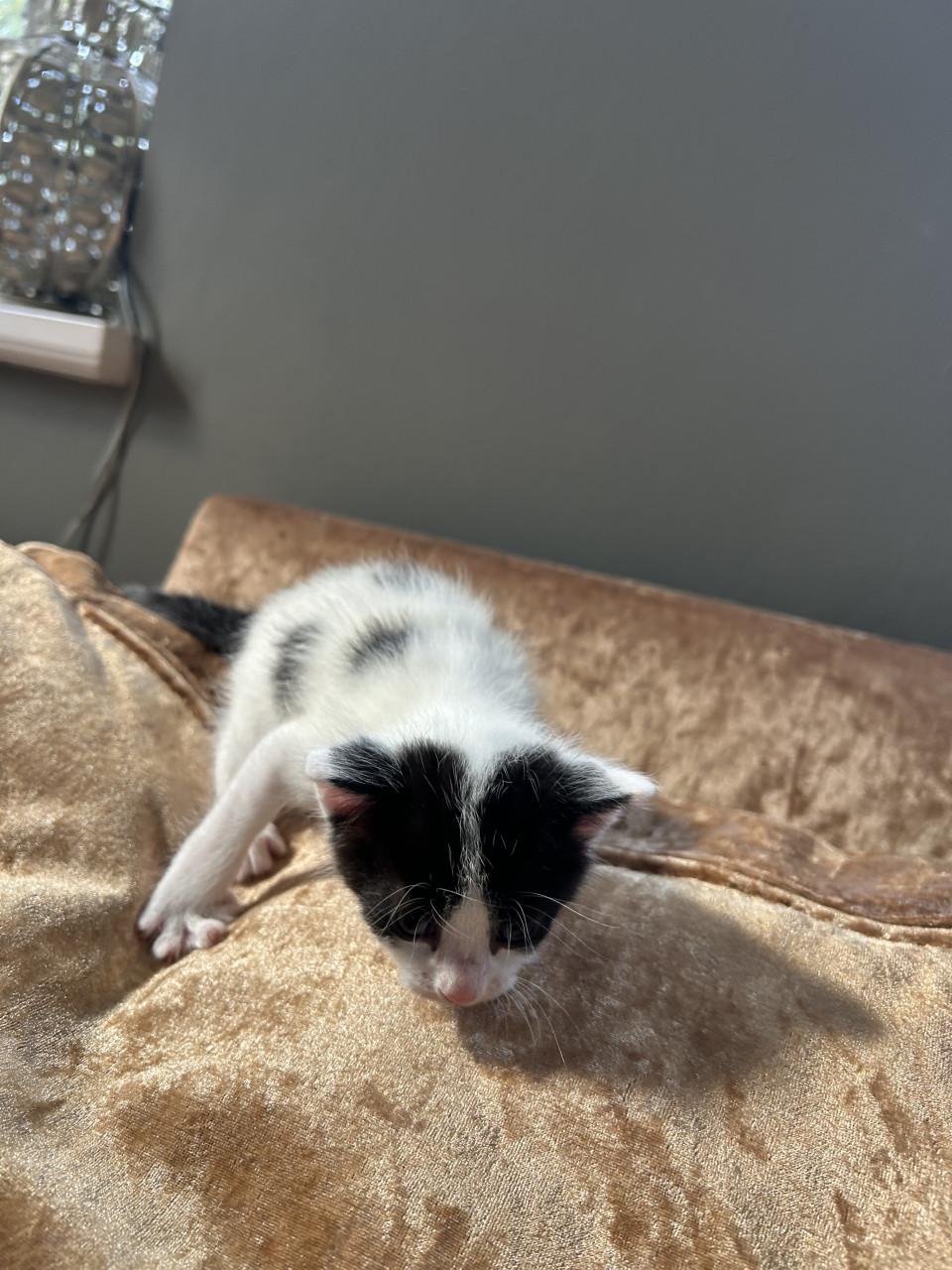 Leuke kittens 🐈‍⬛🐈