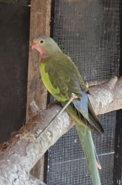 Princess of wales pop gezocht