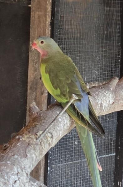 Princess of wales pop gezocht