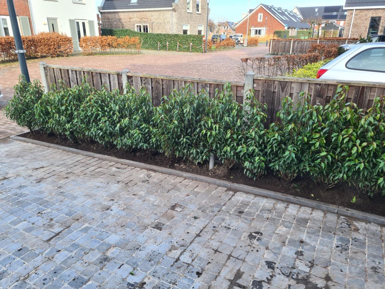 Portugese laurier 80-100 cm haagplanten