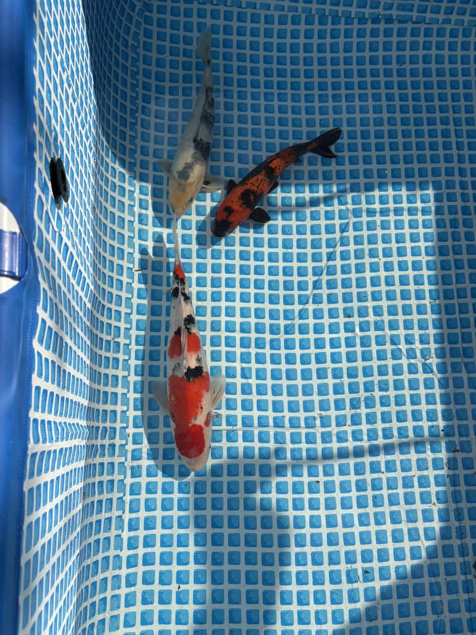 Koi karpers te koop