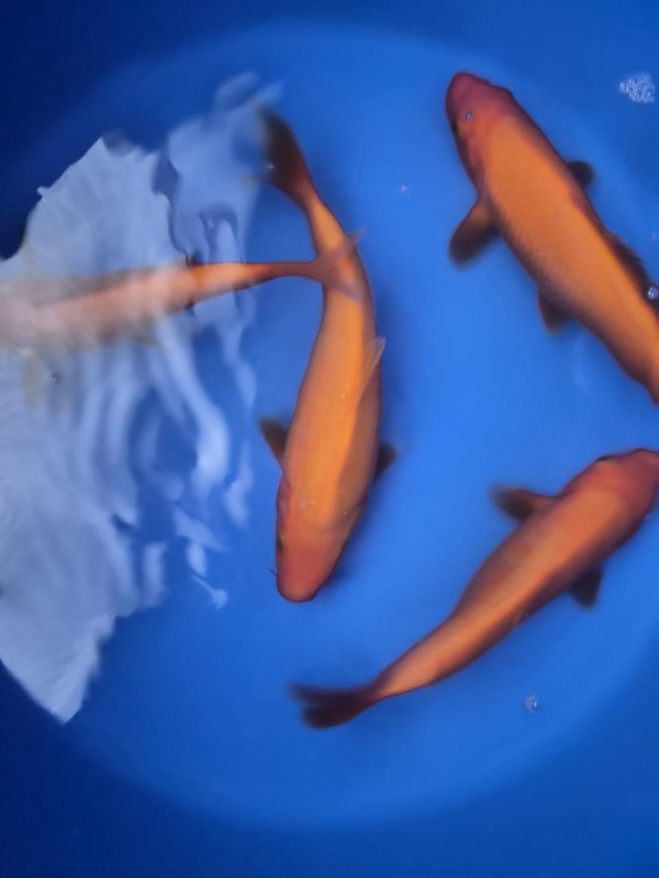 Terneuzen Koi