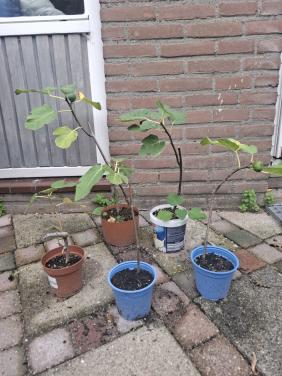 Diverse Vijgen stekjes