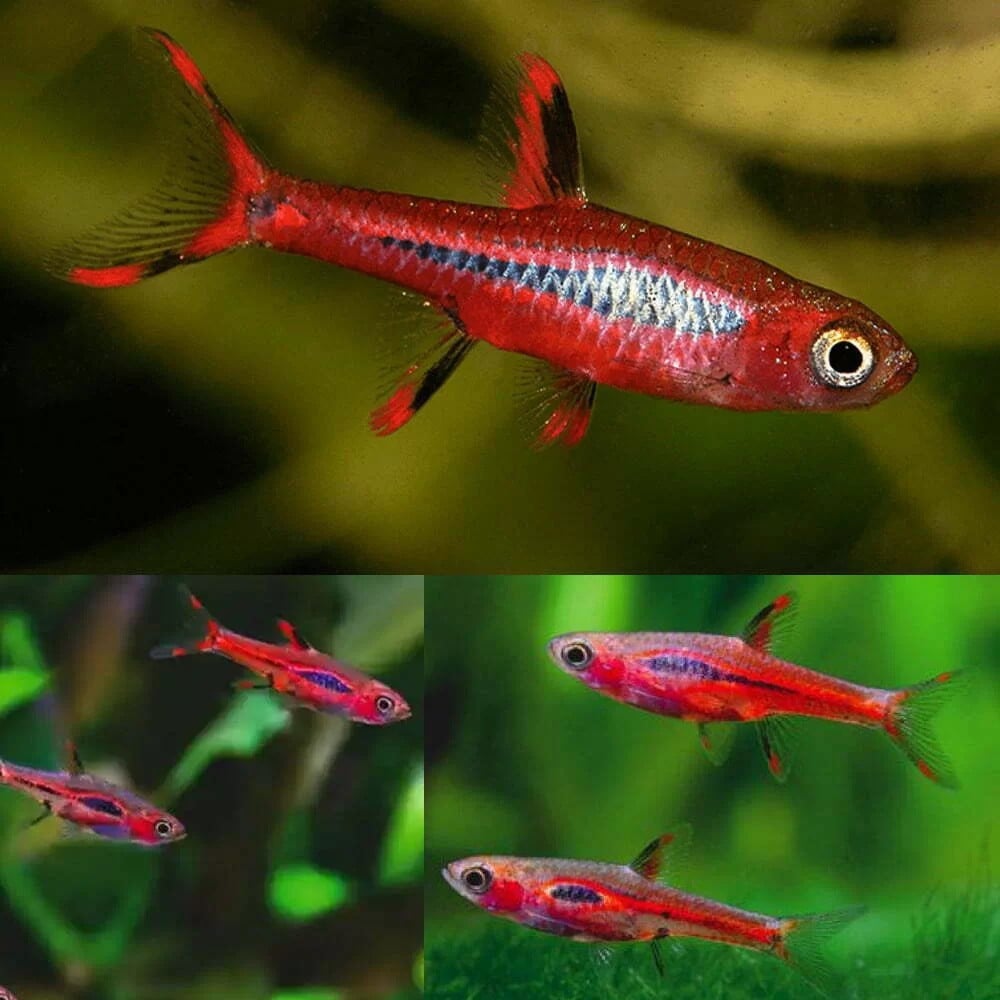 Muskiet rasbora Boraras brigittae