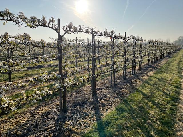 Fruitbomen in leivorm / Leibomen / Peer
