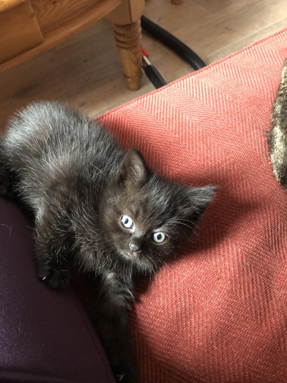 Lieve kittens