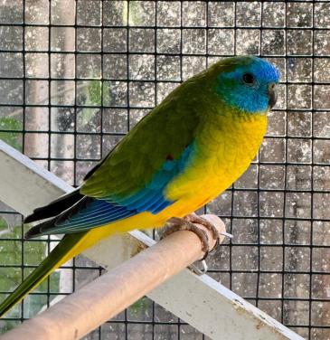 Turquoisine parkieten koppel