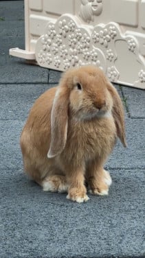 Raszuivere fransehangoren 🐰