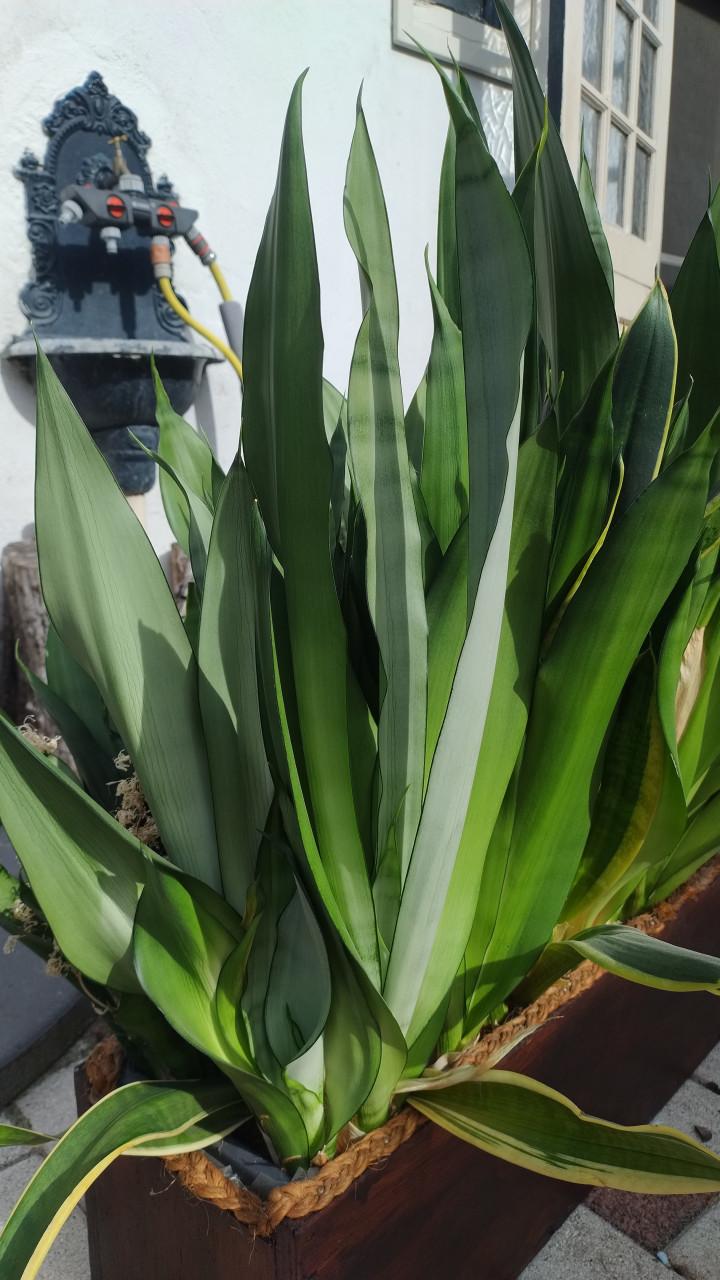 Sanseveria planten