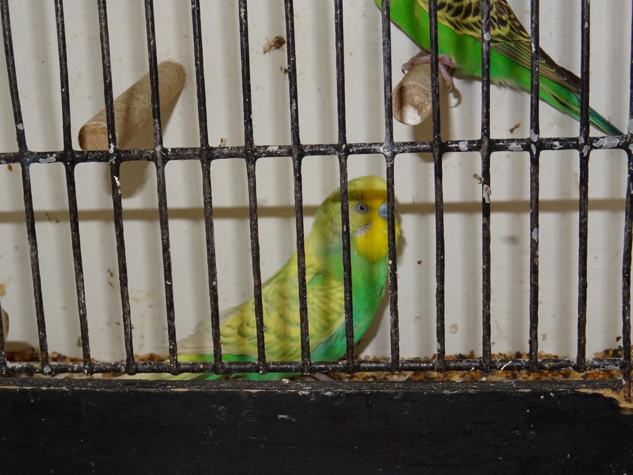 Te koop enkele mooie grasparkieten broedrijp