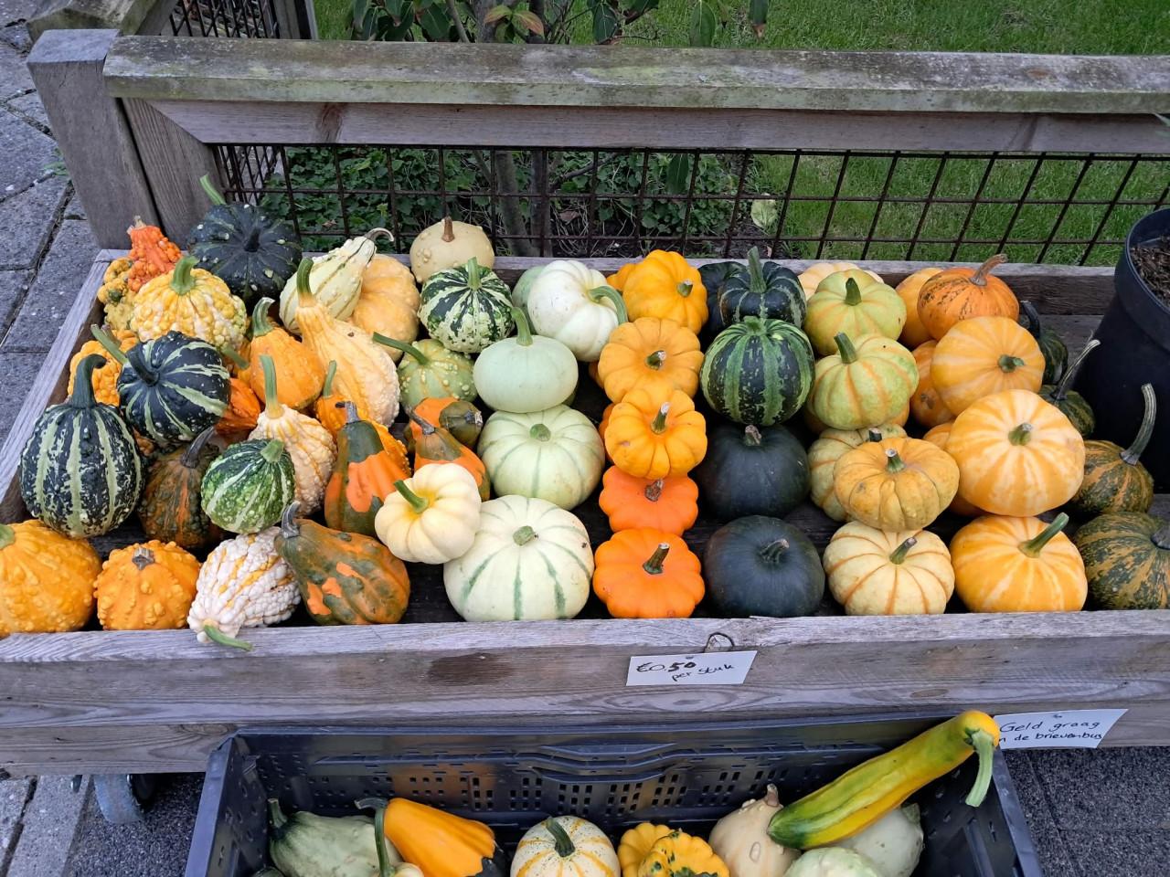 Kalebassen, pompoenen, courgettes